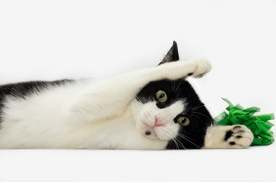 #PraCegoVer: Fotografia do gato Cemucam. Ele tem as cores branco e preto. Seus olhos tem a cor verde.